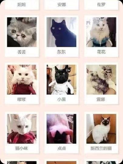 刘亦菲有在认真养她的小猫咪 温馨日常引热议